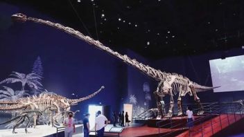 成都自然博物馆设计：生命探源厅+缤纷生命厅沉浸式展陈