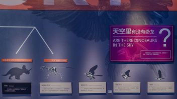 霸王龙骨架+窃蛋龙故事：国家海洋博物馆“龙的时代”展陈设计全解析