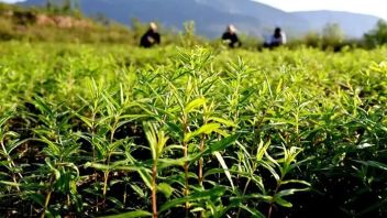 中医药非遗文化与旅游融合：康养旅游新机遇与乡村振兴实践案例