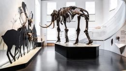明斯特大学地质博物馆展陈设计：138亿年宇宙历史与43,000年阿伦猛犸象化石