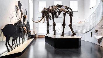 明斯特大学地质博物馆<b>展陈设计</b>：138亿年宇宙历史与43,000年阿伦猛犸象化石