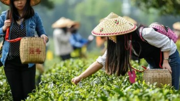 茶文化与旅游如何深度融合？看安吉白茶的生态低碳与数字创新实践