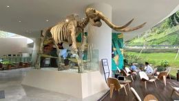 崇州古熊猫博物馆设计效果图，大熊猫化石+3D复原讲述800万年故事