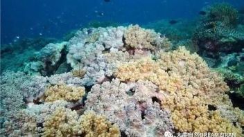 雷州珍稀海洋生物保护区科普体验室：以“海洋蓝”焕新，探索蛟龙号与深海奥秘