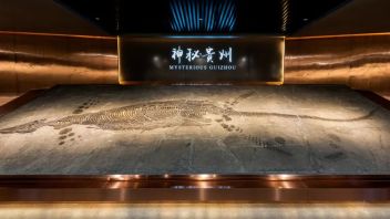贵州地质博物馆古生物展厅设计：9亿年地质史与六大古生物群演化之旅