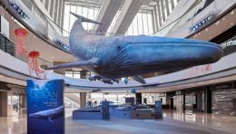 沉浸式海洋奇迹展登陆香港，AR 互动与真实标本打造博物馆级体验